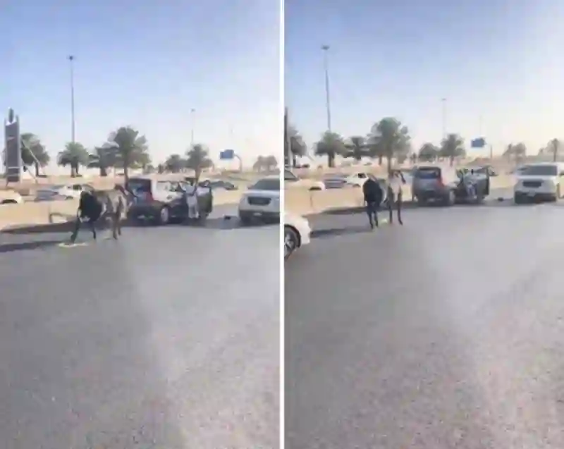 الفيديو الكامل الذي لم تنشره وسائل الاعلام للثور الهائج الذي سيطر على شوارع الرياض